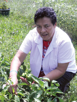 Muus picks fresh produce