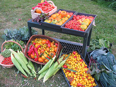 vegetables from Celeste’s Dream Community Garden