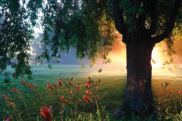 A garden in the Trappist monastery