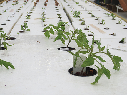 The aquaponic system