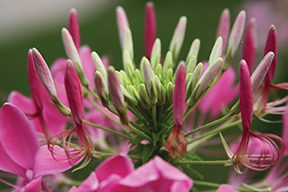 beautiful pink flower