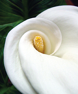 Sister Elizabeth Thoman, C.H.M. photo of calla lily