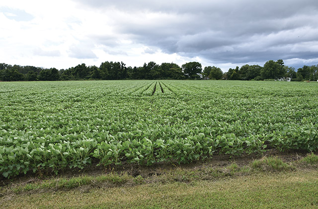 fields in the countryside